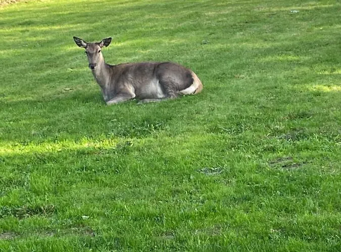 Smrekowka - Zakopane, Spokojna Okolica Blisko Centrum * Ζακοπάνε